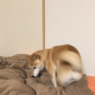 動物,犬,猫,しつけ,飼い方,育て方,病気,健康