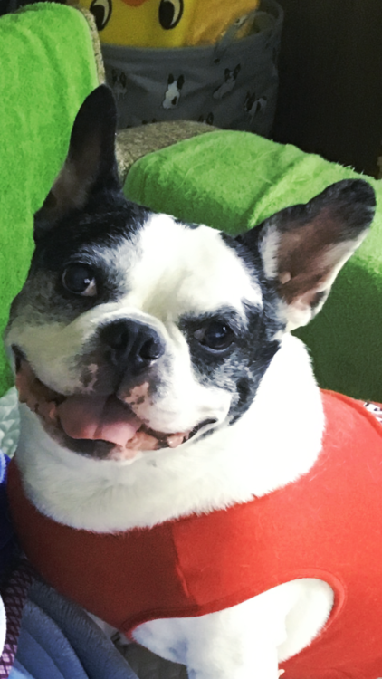 犬 フレンチブルドッグ ブルドッグ ぬいぐるみ オーダーメイド