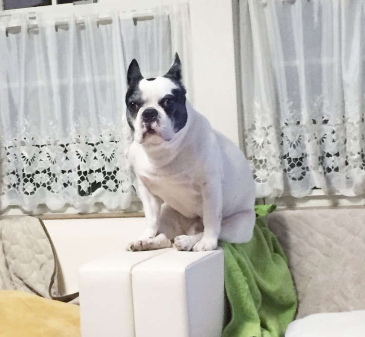 犬 フレンチブルドッグ ブルドッグ ぬいぐるみ オーダーメイド