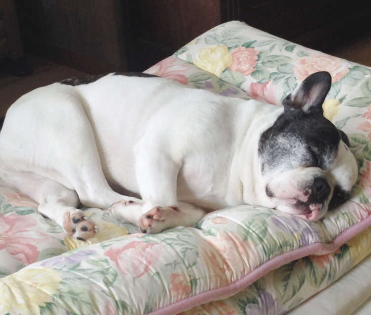 犬 フレンチブルドッグ ブルドッグ ぬいぐるみ オーダーメイド