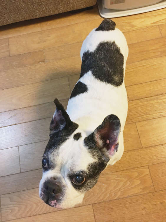 犬 フレンチブルドッグ ブルドッグ ぬいぐるみ オーダーメイド