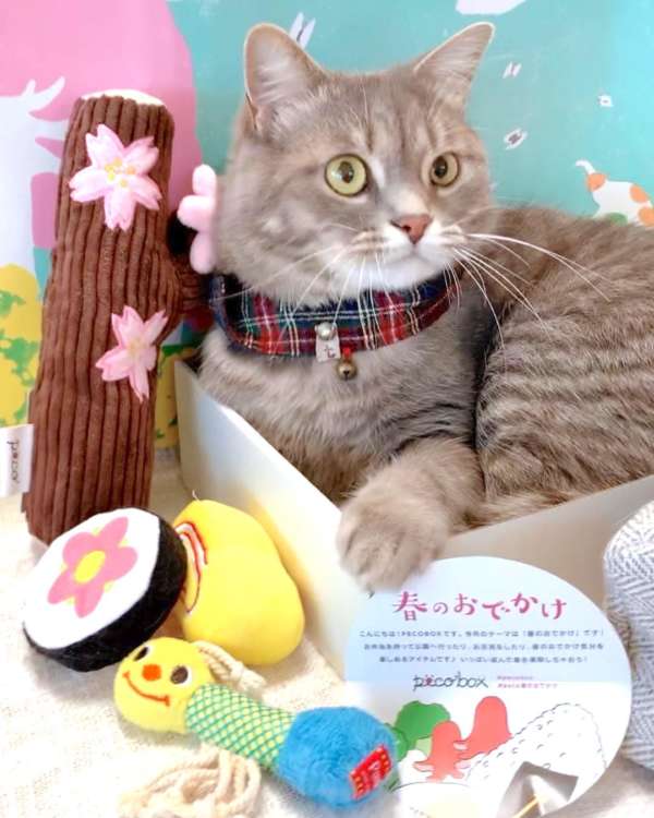 動物,犬,猫,しつけ,飼い方,育て方,病気,健康