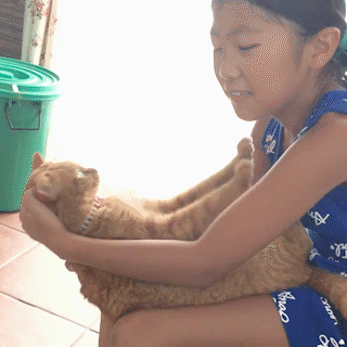 動物,犬,猫,しつけ,飼い方,育て方,病気,健康