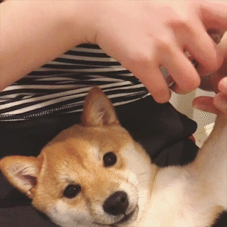 動物,犬,猫,しつけ,飼い方,育て方,病気,健康