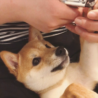 動物,犬,猫,しつけ,飼い方,育て方,病気,健康