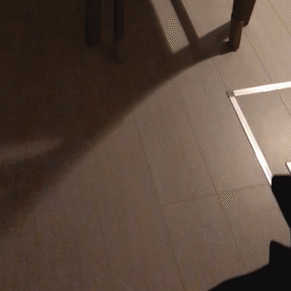 動物,犬,猫,しつけ,飼い方,育て方,病気,健康