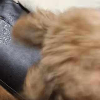 動物,犬,猫,しつけ,飼い方,育て方,病気,健康