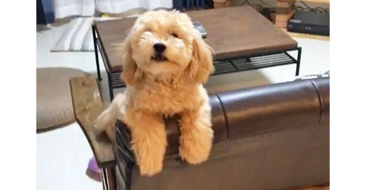 「おかえりなさいっ!!」帰宅したママを、かわいく激しくお出迎えするワンコに胸キュンが止まらない♡