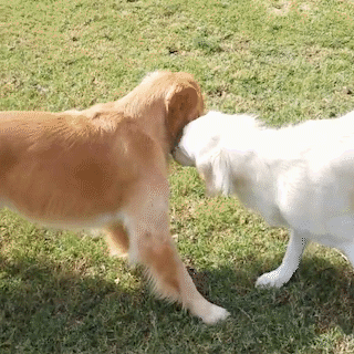 動物,犬,猫,しつけ,飼い方,育て方,病気,健康
