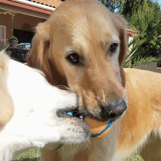 動物,犬,猫,しつけ,飼い方,育て方,病気,健康
