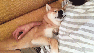 動物,犬,猫,しつけ,飼い方,育て方,病気,健康