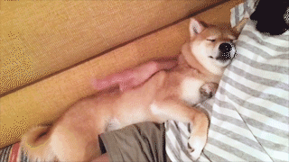 動物,犬,猫,しつけ,飼い方,育て方,病気,健康