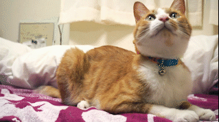 動物,犬,猫,しつけ,飼い方,育て方,病気,健康