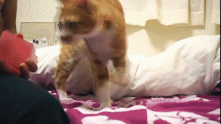動物,犬,猫,しつけ,飼い方,育て方,病気,健康