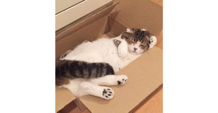 狭いダンボールの中で、更に小さくなって眠るニャンコ。まるで「招き猫」のような寝相が愛らしかった♡