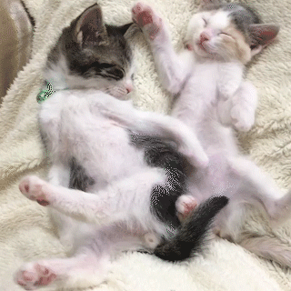 動物,犬,猫,しつけ,飼い方,育て方,病気,健康