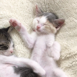 動物,犬,猫,しつけ,飼い方,育て方,病気,健康
