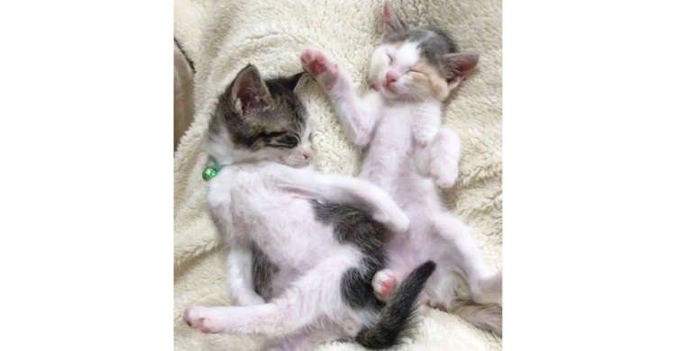 おててや足が不思議に広がっちゃった子猫たち♡ まるで踊っているかのような寝相がたまらなく可愛い♪