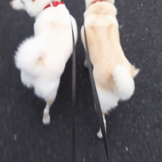 動物,犬,猫,しつけ,飼い方,育て方,病気,健康