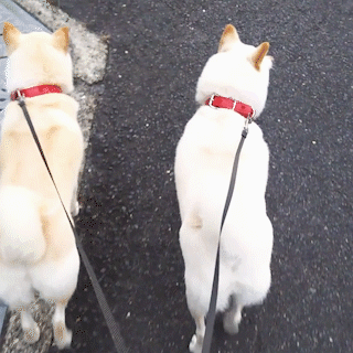 動物,犬,猫,しつけ,飼い方,育て方,病気,健康