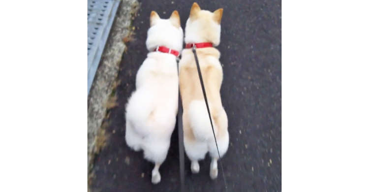 真っ白なお尻をフリフリさせて「密着♡お散歩」する白柴コンビ → でも結末は…(´・ω・`)