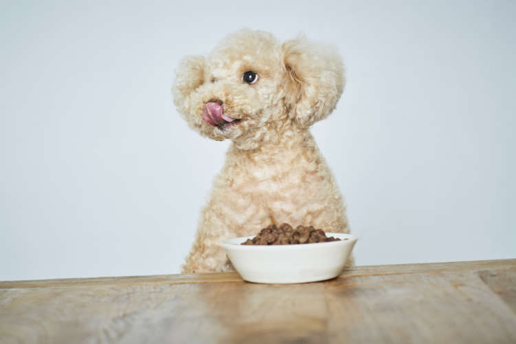 動物,犬,猫,しつけ,飼い方,育て方,病気,健康