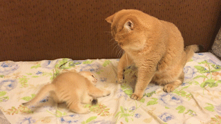 動物,犬,猫,しつけ,飼い方,育て方,病気,健康