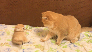 動物,犬,猫,しつけ,飼い方,育て方,病気,健康