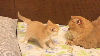 動物,犬,猫,しつけ,飼い方,育て方,病気,健康