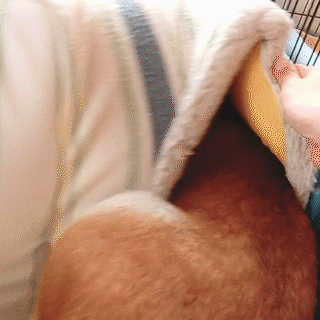 動物,犬,猫,しつけ,飼い方,育て方,病気,健康