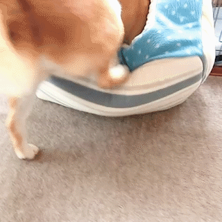 動物,犬,猫,しつけ,飼い方,育て方,病気,健康