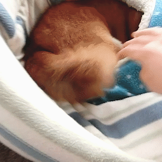 動物,犬,猫,しつけ,飼い方,育て方,病気,健康