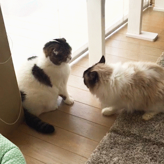 動物,犬,猫,しつけ,飼い方,育て方,病気,健康