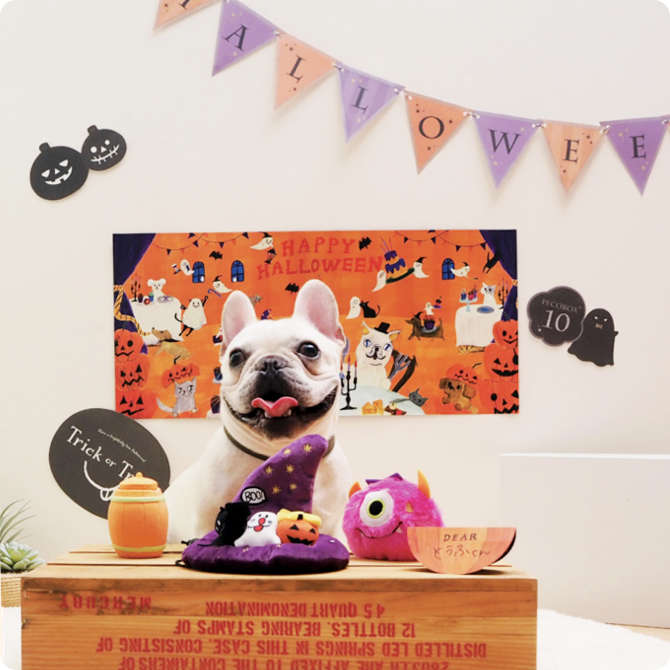 PECOBOX2018年10月号『ハロウィン』とフレンチブルドッグの様子