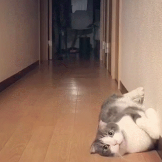 動物,犬,猫,しつけ,飼い方,育て方,病気,健康