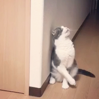 動物,犬,猫,しつけ,飼い方,育て方,病気,健康
