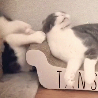動物,犬,猫,しつけ,飼い方,育て方,病気,健康