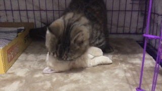 動物,犬,猫,しつけ,飼い方,育て方,病気,健康