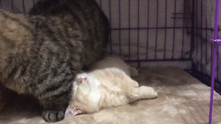 動物,犬,猫,しつけ,飼い方,育て方,病気,健康