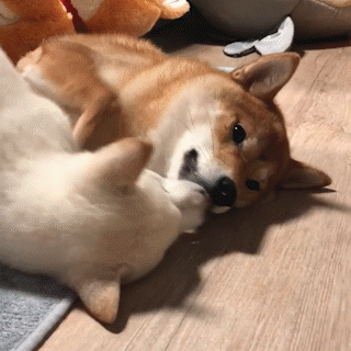 動物,犬,猫,しつけ,飼い方,育て方,病気,健康