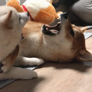 動物,犬,猫,しつけ,飼い方,育て方,病気,健康