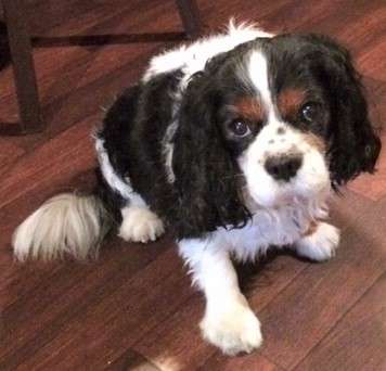 動物,犬,猫,しつけ,飼い方,育て方,病気,健康
