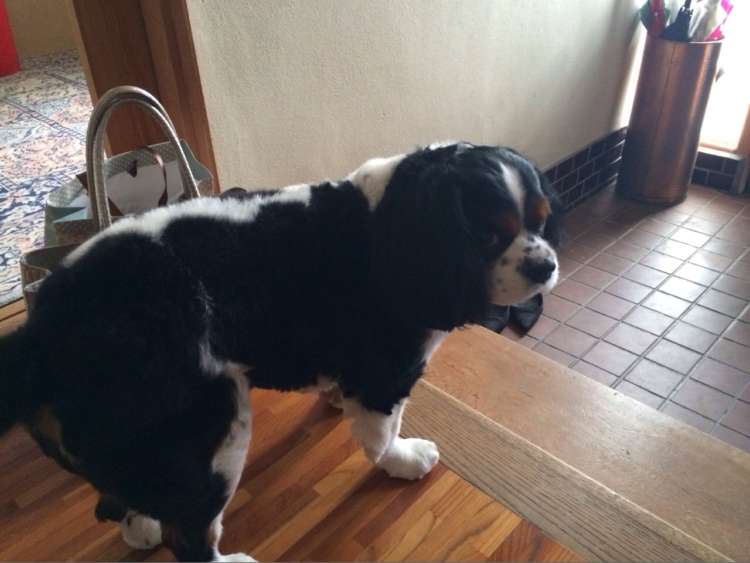 動物,犬,猫,しつけ,飼い方,育て方,病気,健康