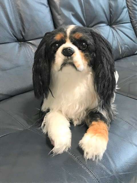 動物,犬,猫,しつけ,飼い方,育て方,病気,健康