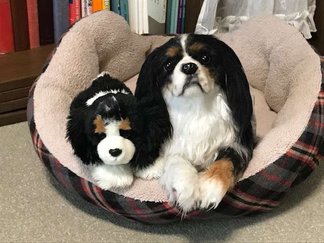 動物,犬,猫,しつけ,飼い方,育て方,病気,健康