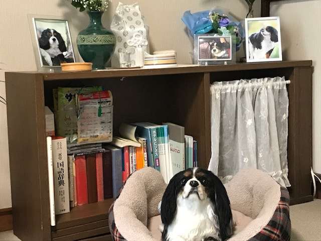 動物,犬,猫,しつけ,飼い方,育て方,病気,健康