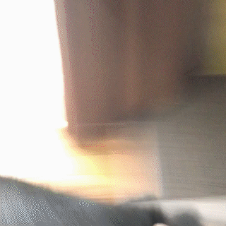 動物,犬,猫,しつけ,飼い方,育て方,病気,健康