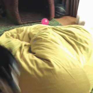 動物,犬,猫,しつけ,飼い方,育て方,病気,健康