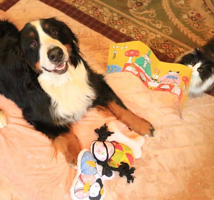 動物,犬,猫,しつけ,飼い方,育て方,病気,健康