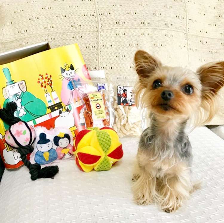 動物,犬,猫,しつけ,飼い方,育て方,病気,健康